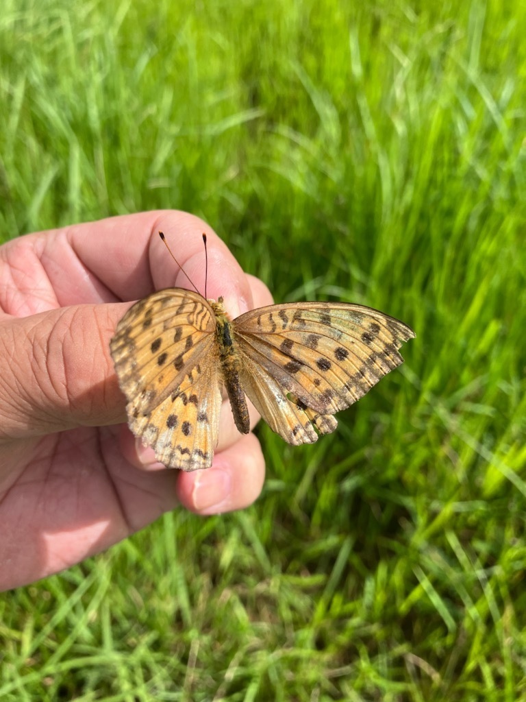 7月10日～12日 長崎 佐賀 福岡 なんだけど…: B級蝶屋の記録3